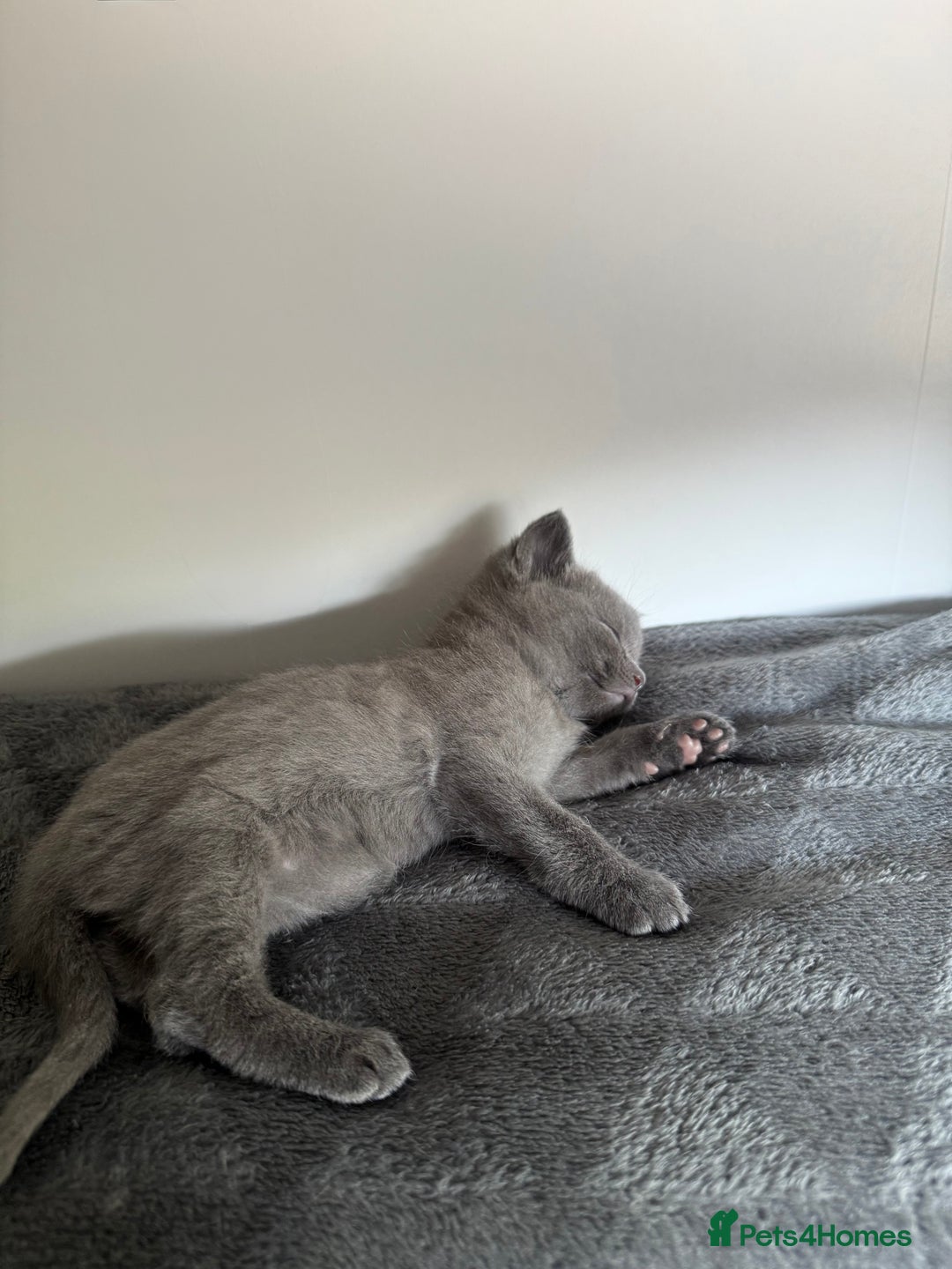 Ragdoll cats for sale: Beautiful Ragdoll X Kittens For Sale 🐾  - Image 2