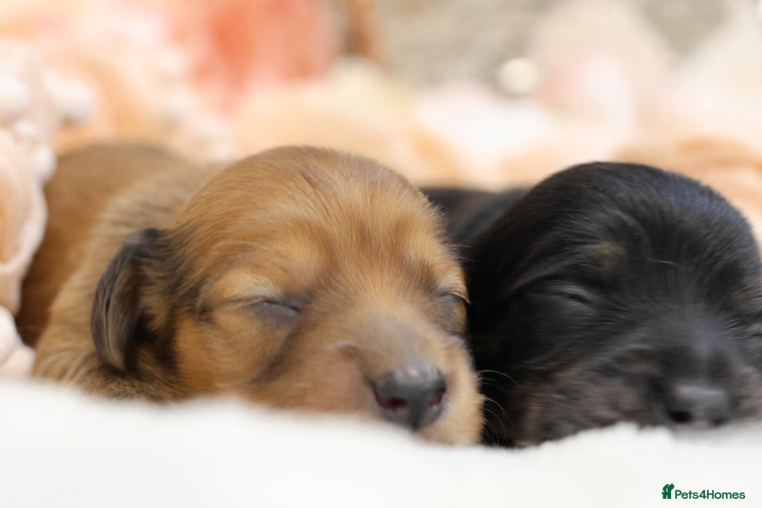 Miniature Dachshund dogs for sale: KC Miniature Dachshund Longhair Puppies - Advert 3