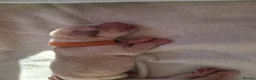 Labrador Retriever dogs for sale: Beautiful Kennel Club Registered Labrador Puppies in Ayr - Advert 14