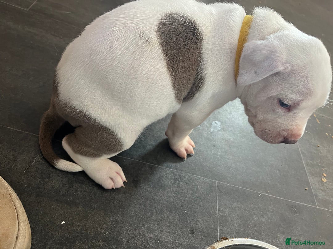 Mixed Breed dogs for sale: 2 beautiful American bully cross staffy puppies - Advert 25