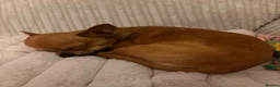 Chihuahua dogs for sale: Full chihuahua Milly 💖 - Advert 11