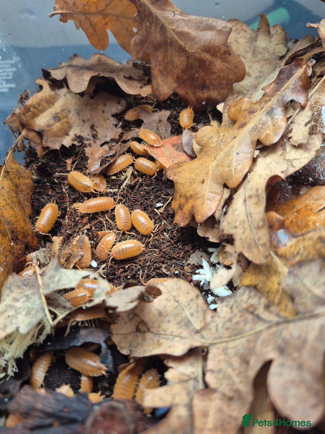 Mixed Breed invertebrates for sale: various isopod species - Image 7