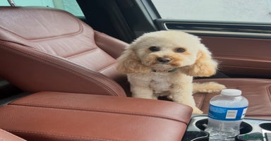 Cavapoochon dogs - Advert 11