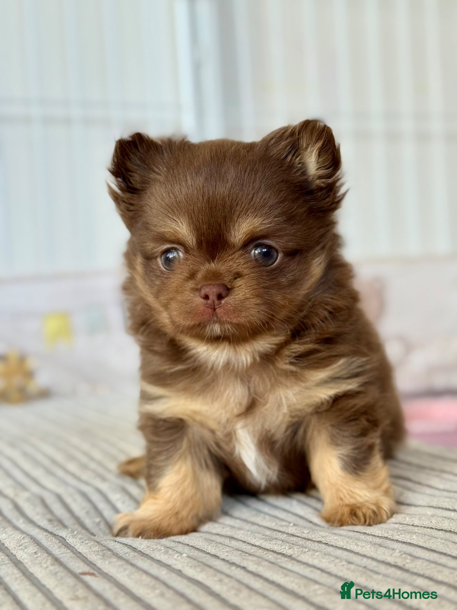 Chihuahua dogs ✨🐾 Exceptional Chihuahua Forever Home Only 🏡💖 - Advert 1