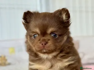 Chihuahua dogs for sale: ✨🐾 Exceptional Chihuahua Forever Home Only 🏡💖 - Advert 1