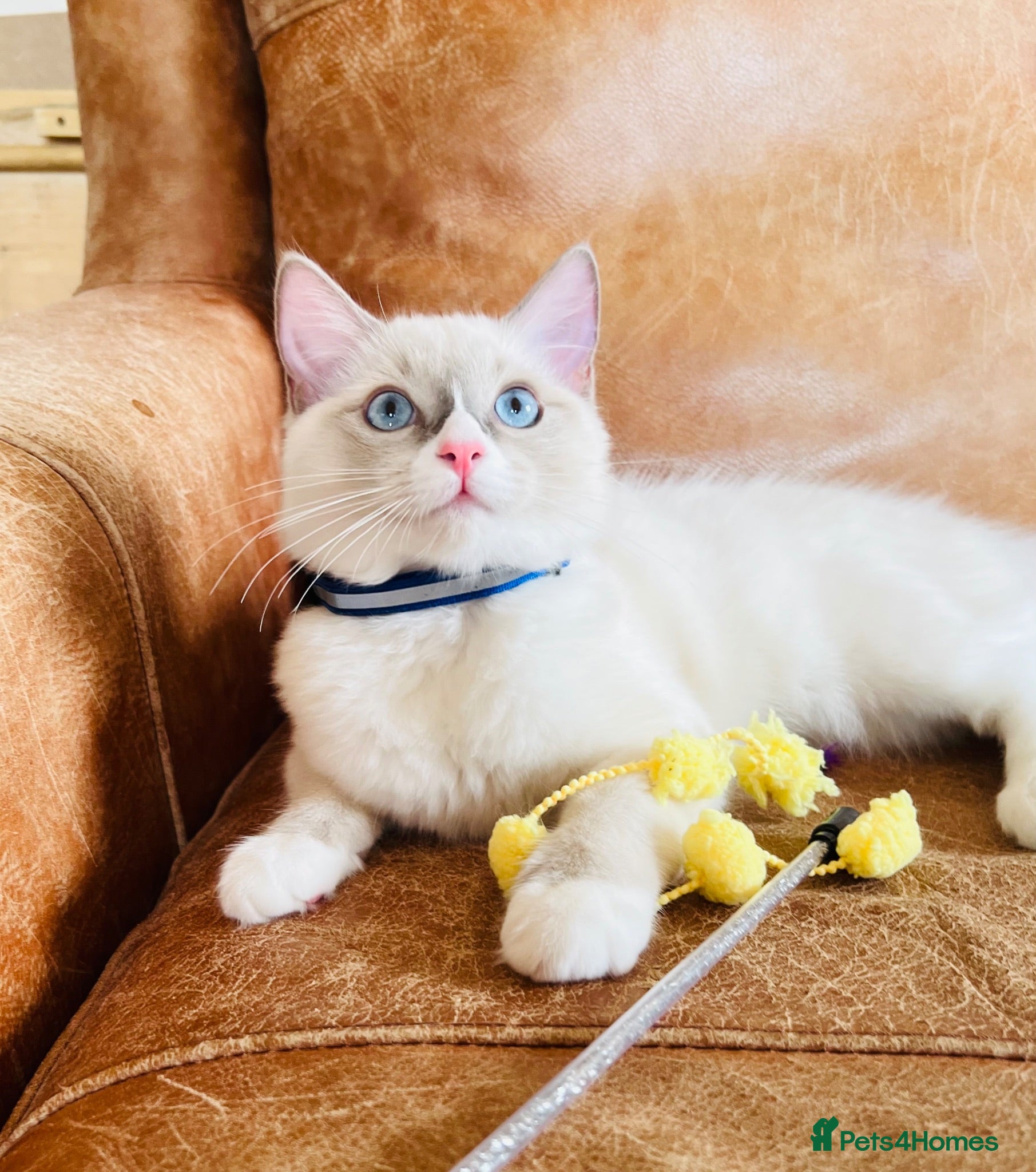 Ragdoll cats 🐈Pedigree Ragdoll Champion line 🏆 GCCF kitten - Advert 1