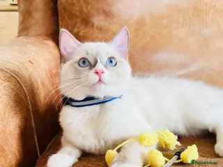 Ragdoll cats 🐈Pedigree Ragdoll Champion line 🏆 GCCF kitten - Advert 6