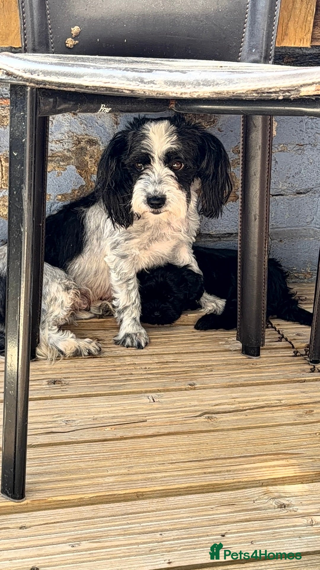 Mixed Breed dogs Havanese - Advert 2