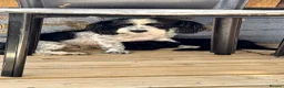 Mixed Breed dogs for sale: Havanese - Advert 1