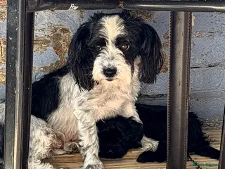 Mixed Breed dogs Havanese - Advert 1
