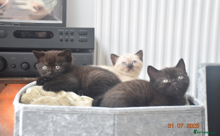 British Shorthair cats - Advert 1
