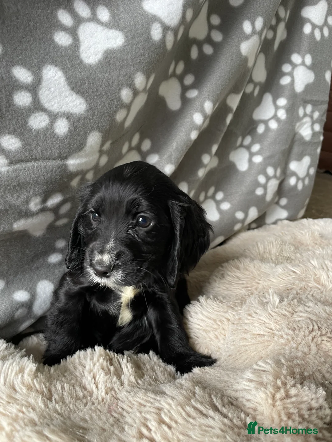 Cocker Spaniel dogs for sale: Working cocker spaniels  - Advert 20