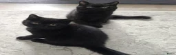 British Shorthair cats for sale: Beautiful Black BSH Kittens £995 GCCF ready 18/9 - Advert 10