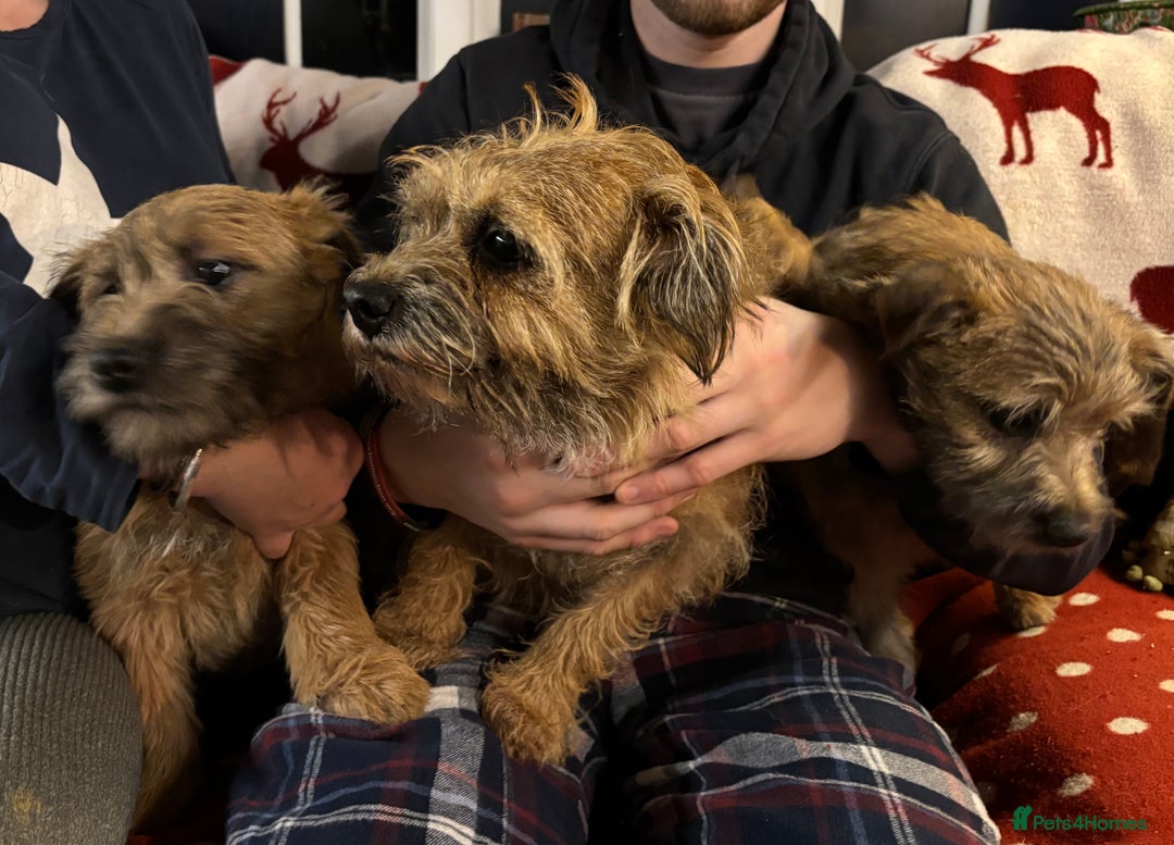 Cairn Terrier dogs for sale: Cairn terrier x Border terrier puppies - Advert 5
