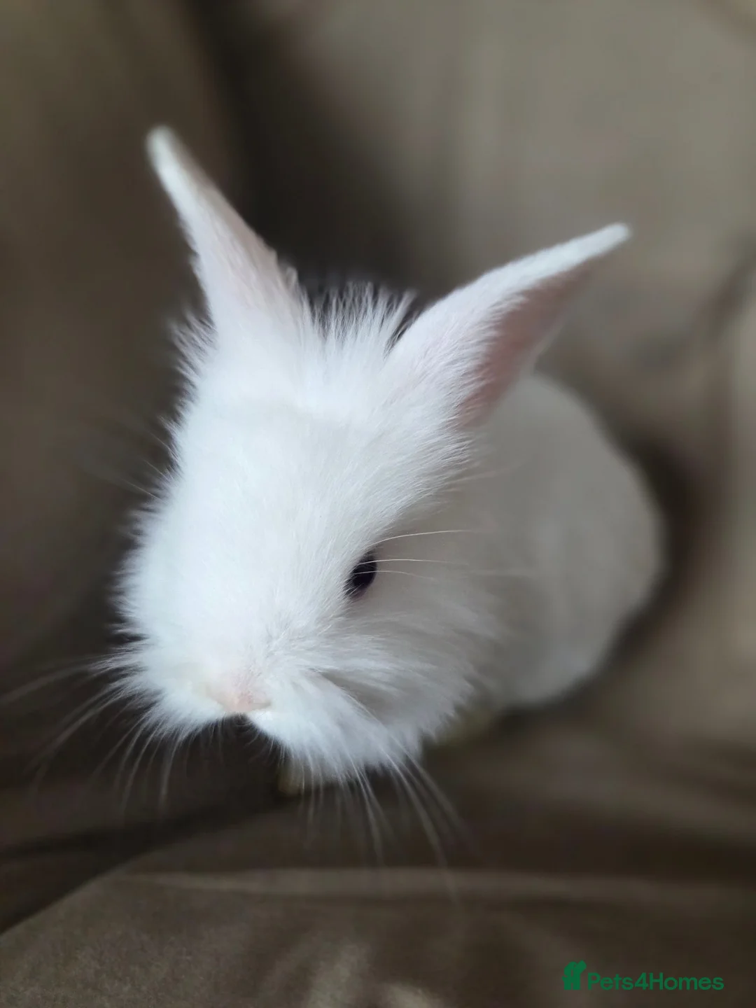 Lionhead rabbits for sale: 2 pure white baby rabbits ready to leave in Newport - Advert 2
