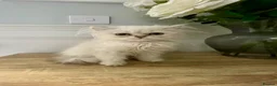 Persian cats for sale: Doll Faced Persian kittens  - Advert 3