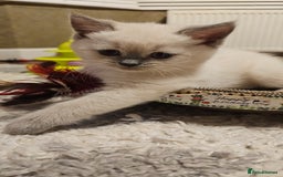 Scottish Fold cats for sale: 😻SF pedigree TICA 😸 READY TO LEAVE😸 - Image 23