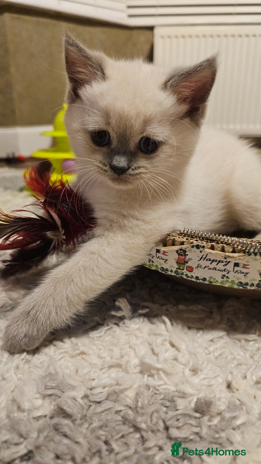 Scottish Fold cats for sale: 😻SF pedigree TICA 😸 READY TO LEAVE😸 - Image 23