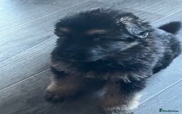 German Shepherd dogs for sale: Amazing fluffy German shepherd puppies  - Image 9
