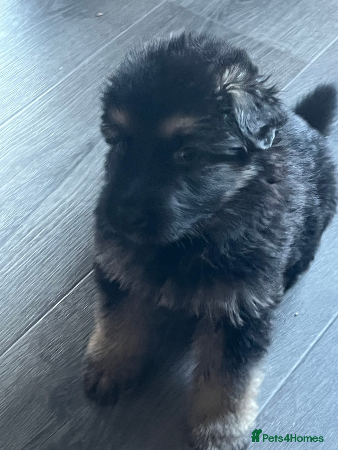 German Shepherd dogs for sale: Amazing fluffy German shepherd puppies  - Image 9