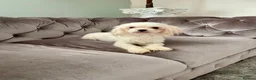 Maltese dogs for sale: Loving Home Wanted for Sweet Maltese Girl - Advert 19