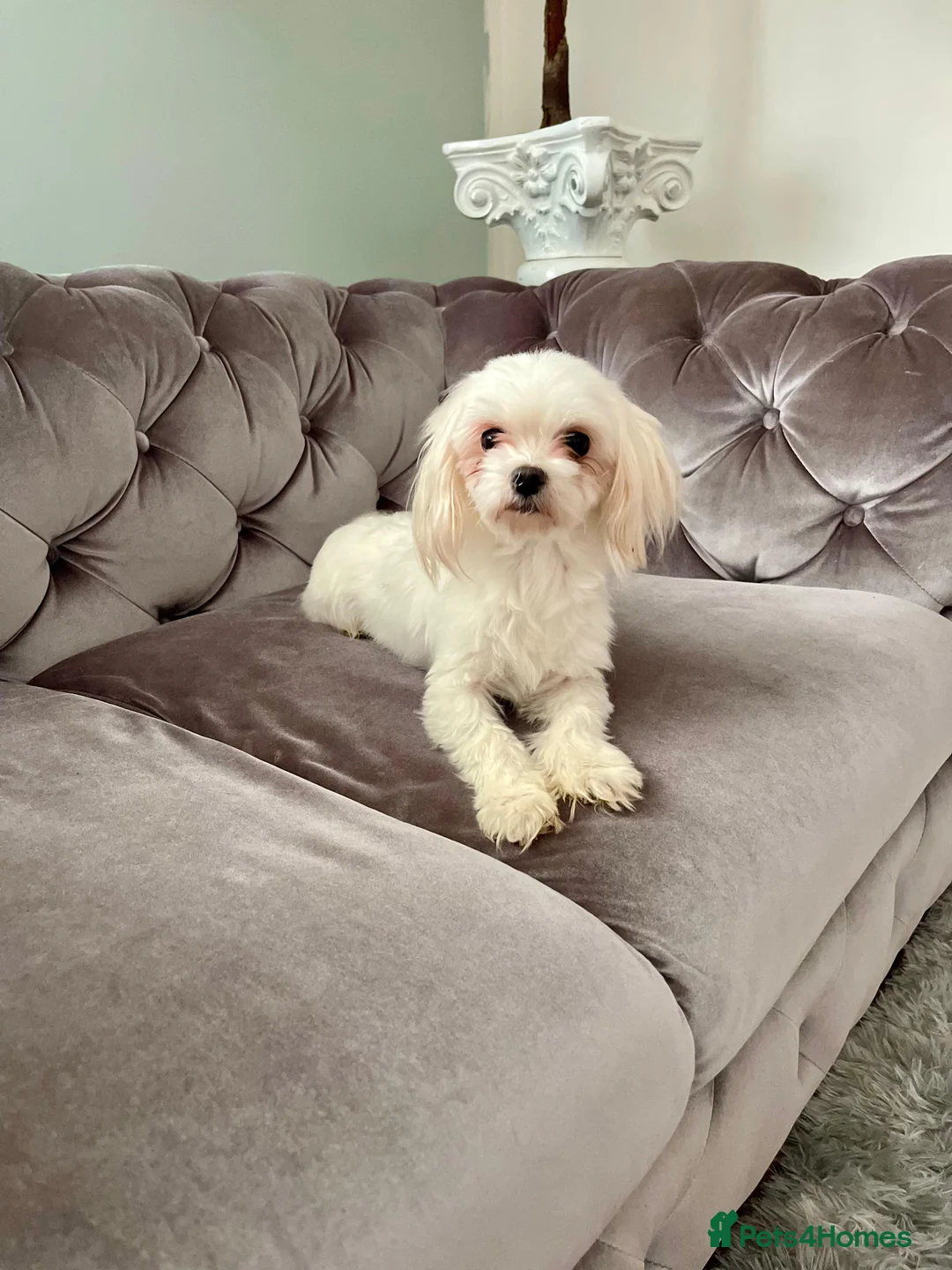 Maltese dogs for sale: Loving Home Wanted for Sweet Maltese Girl - Advert 19