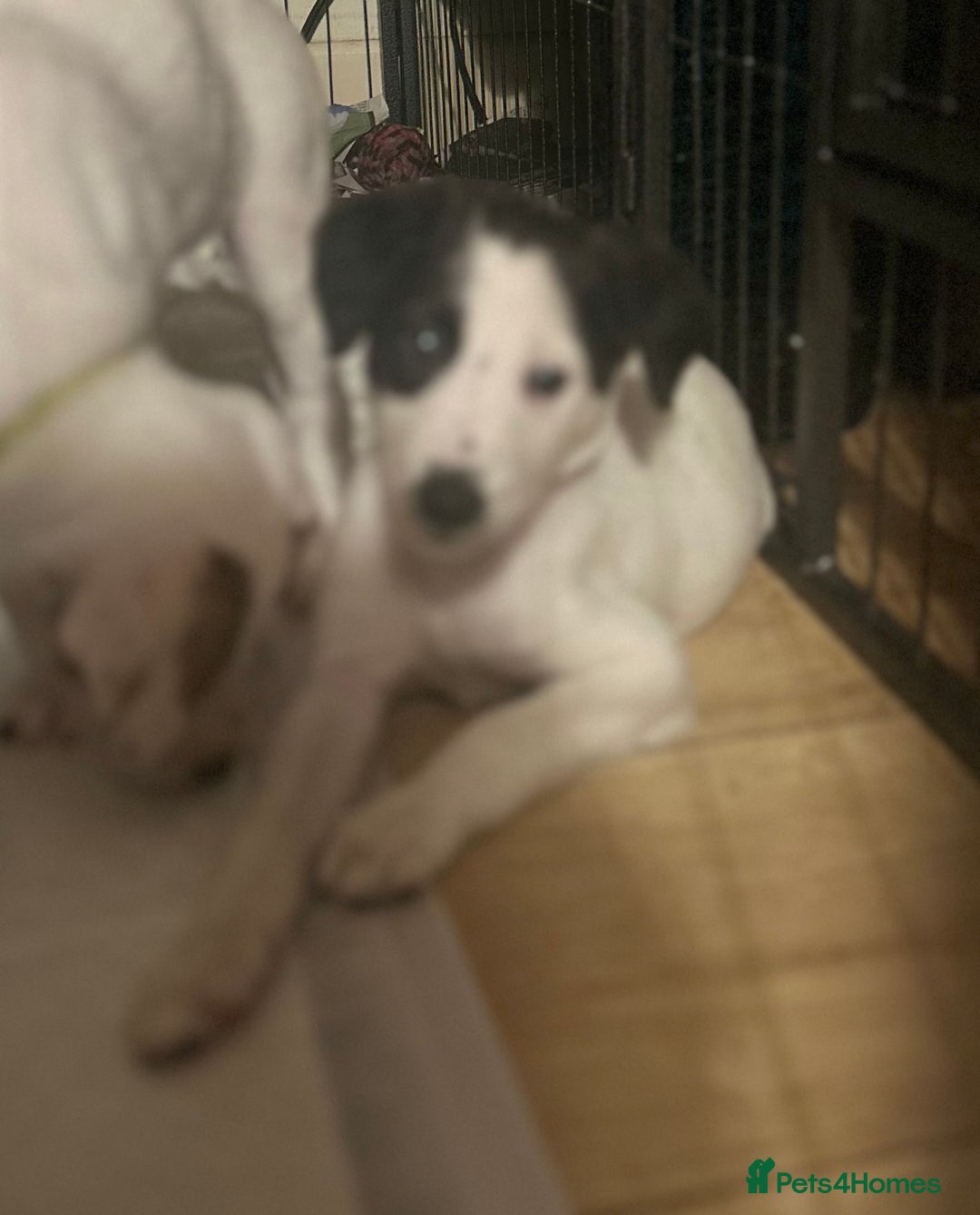Mixed Breed dogs for sale: Lurcher x wiggy pups - Image 12