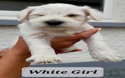 Miniature Schnauzer dogs for sale: Gorgeous sweet Schnauzer Puppies - Image 10