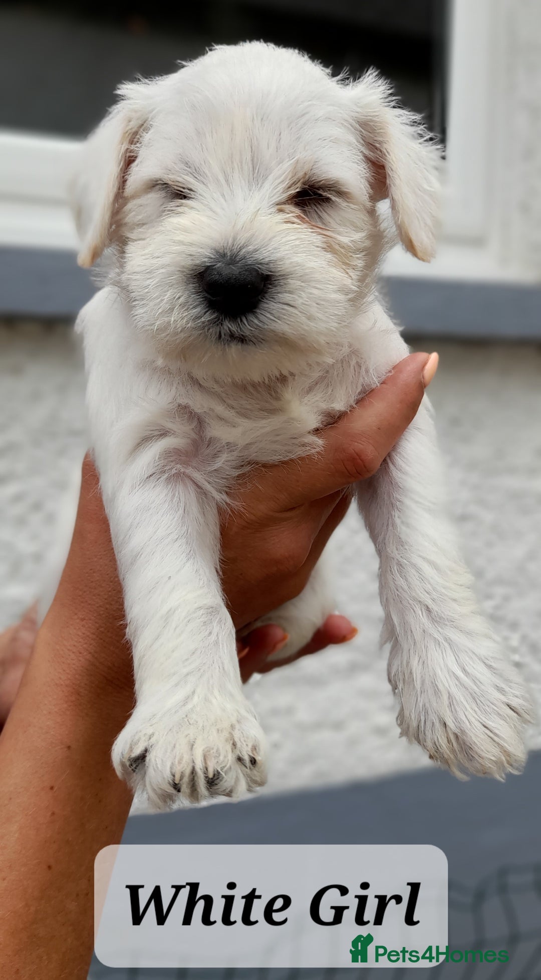Miniature Schnauzer dogs for sale: Gorgeous sweet Schnauzer Puppies - Image 10