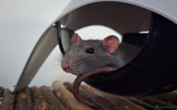 Rat rodents - Advert 1