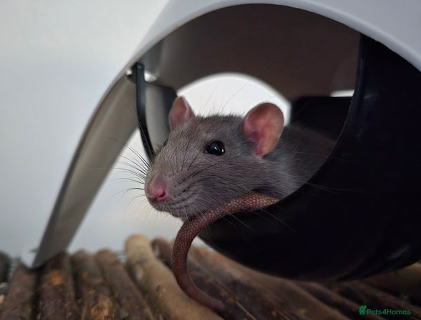 Rat rodents - Advert 1