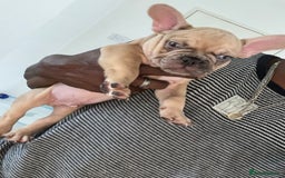 French Bulldog dogs for sale: 🚨🚨adorable French bulldog pups for sale 🚨🚨 - Image 35