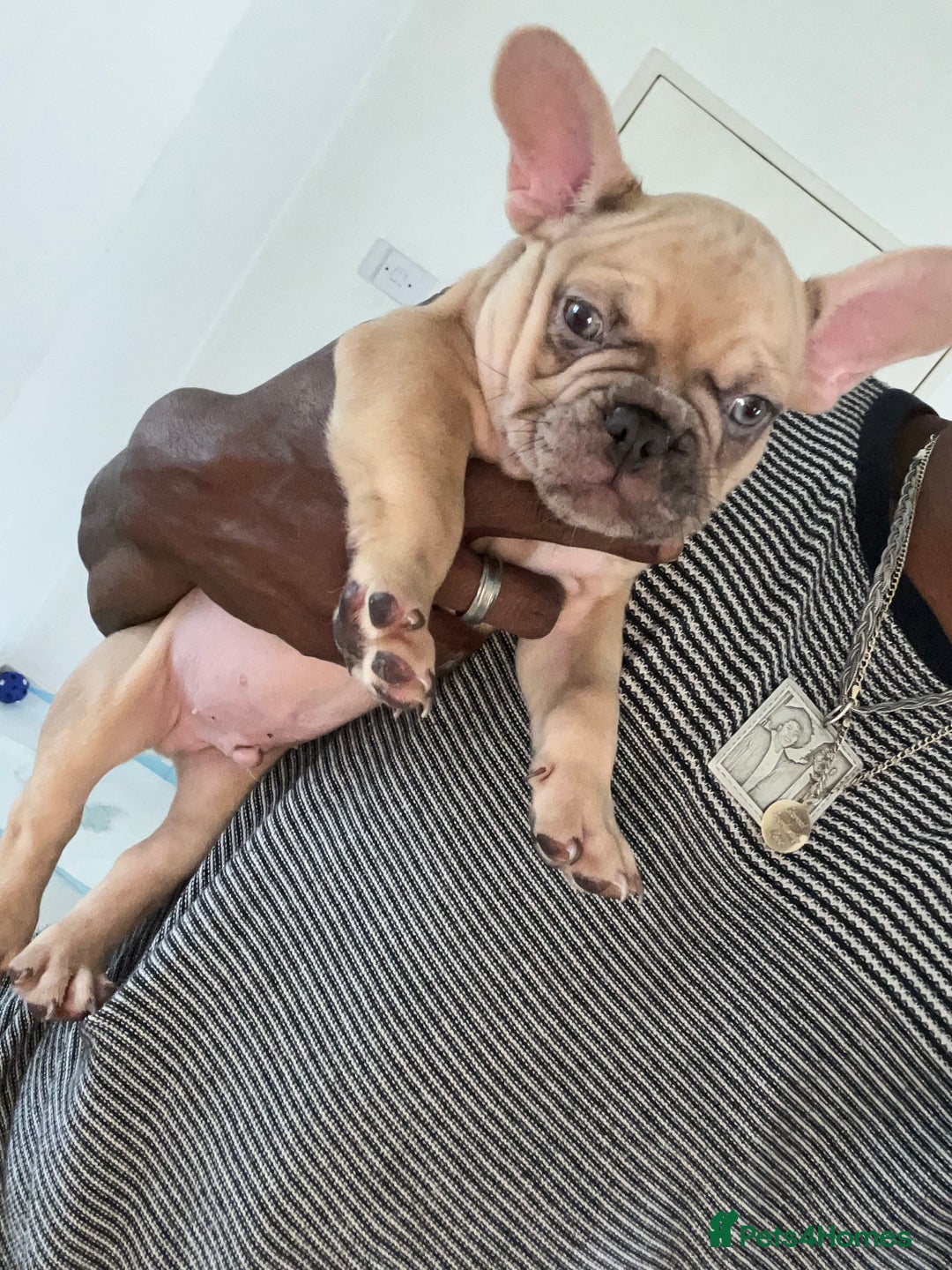 French Bulldog dogs for sale: 🚨🚨adorable French bulldog pups for sale 🚨🚨 - Image 35