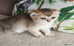 Scottish Fold cats for sale: Scottish Fold Kittens ( Delivery available) - Image 11