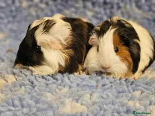 Guinea Pig rodents Bonded pairs of baby/young male guinea pigs - Advert 10