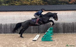 British Warmblood horses for sale: Prince - Great hunting potential / all rounder  - Image 4