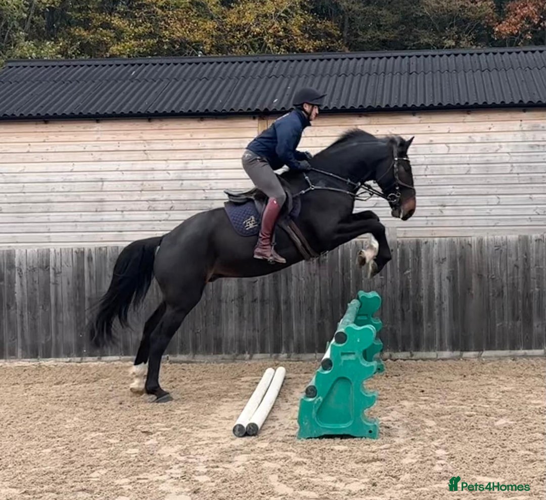 British Warmblood horses for sale: Prince - Great hunting potential / all rounder  - Image 4