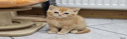 British Shorthair cats for sale: Beautiful British Shorthair & Longhair Kittens - Advert 8