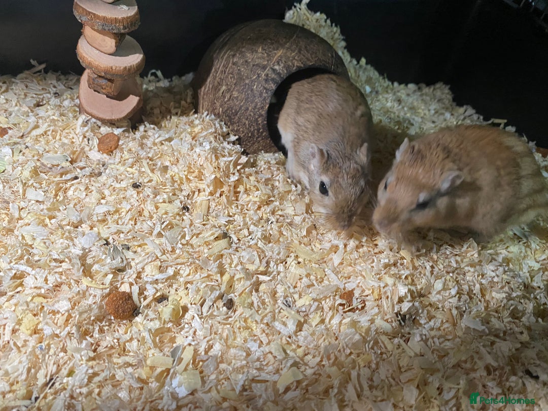 Gerbil rodents for sale: Unique baby gerbil  - Advert 5