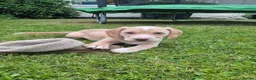 Cockerdor dogs for sale: F1b cockerdors - Advert 4
