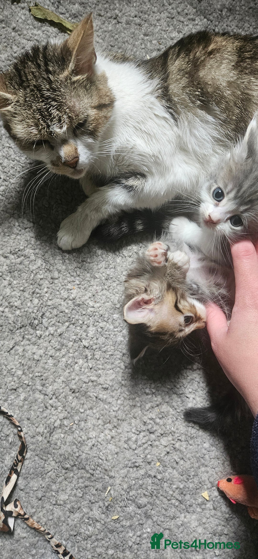 Mixed Breed cats for sale: Norwegian forest x kittens  - Image 15