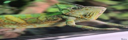 Chameleon reptiles for sale: 4yr Male Veiled Chameleon - Advert 3