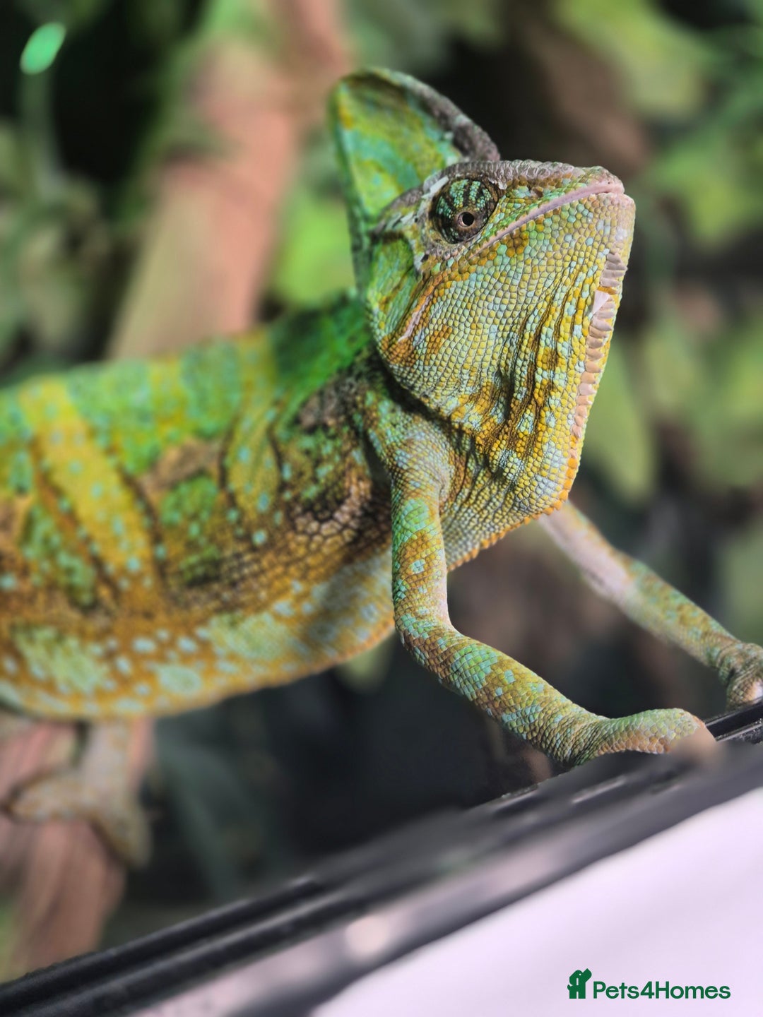 Chameleon reptiles for sale: 4yr Male Veiled Chameleon - Advert 3