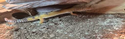 Leopard Gecko reptiles for sale: 2 albino leopard geckos and full enclosure  - Advert 9