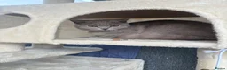 Scottish Fold cats for sale: Beautiful Lilac grey female Scottish Straight - Advert 11