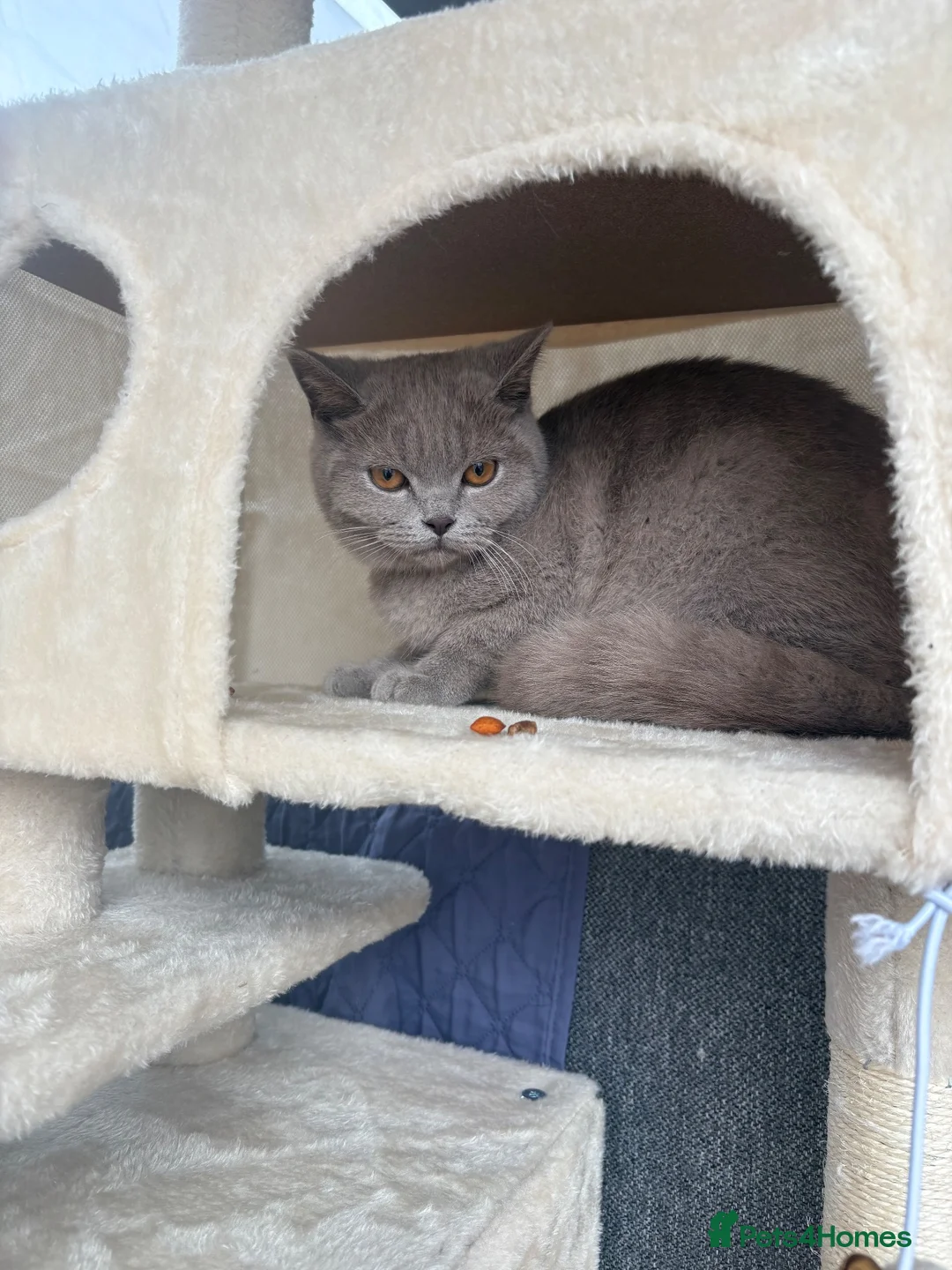 Scottish Fold cats for sale: Beautiful Lilac grey female Scottish Straight - Advert 11