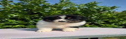 Australian Shepherd dogs for sale: Ready to leave Australian shepherd available - Advert 8