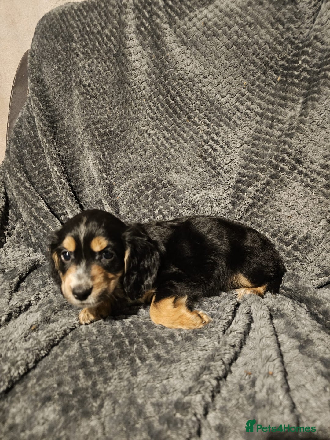 Cocker Spaniel dogs for sale: Cocker spaniels puppy's  - Advert 4