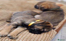 Border Terrier dogs for sale: DNA Health Tested Border Terrier pups (Boys) - Image 5