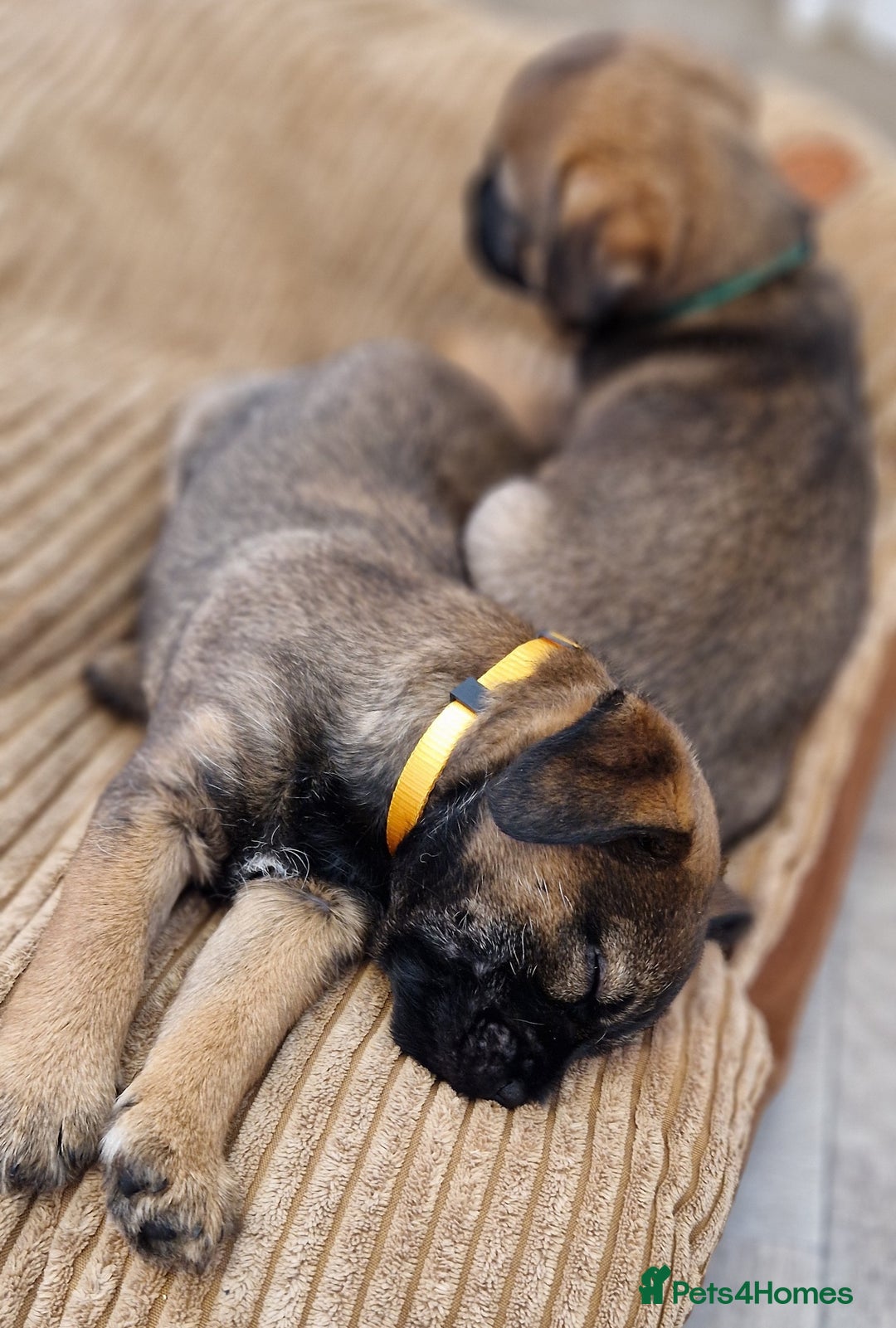 Border Terrier dogs for sale: DNA Health Tested Border Terrier pups (Boys) - Image 5